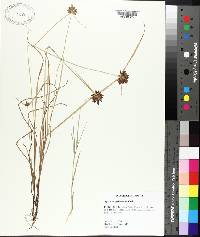 Cyperus sanguinolentus image