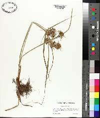 Cyperus strigosus image