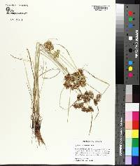 Cyperus surinamensis image