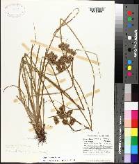 Cyperus virens image