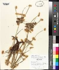 Cyperus virens image