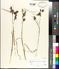 Eriophorum angustifolium image