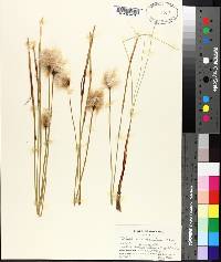 Eriophorum chamissonis image