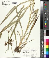 Scirpus atrovirens var. georgianus image