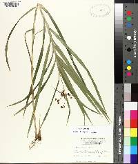 Scirpus polyphyllus image