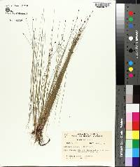 Eleocharis acicularis image