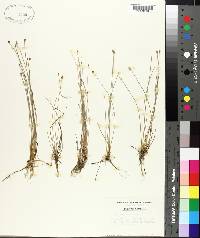 Eleocharis albida image