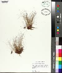 Eleocharis baldwinii image