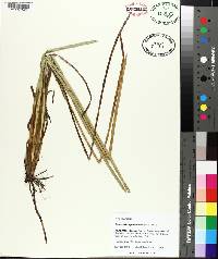 Eleocharis equisetoides image