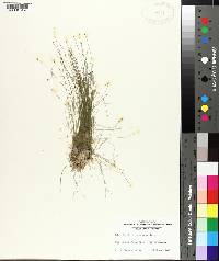 Eleocharis microcarpa image