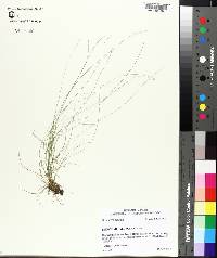 Eleocharis microcarpa image