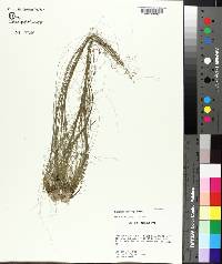 Eleocharis microcarpa image