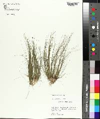 Eleocharis microcarpa image