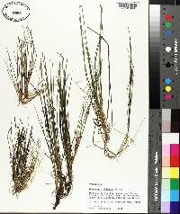 Eleocharis olivacea image