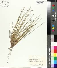 Eleocharis ovata image