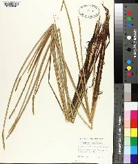 Eleocharis quadrangulata image