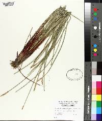 Eleocharis quadrangulata image