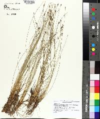 Eleocharis tuberculosa image