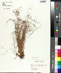 Fimbristylis decipiens image