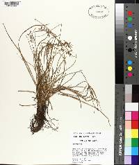 Fimbristylis dichotoma image