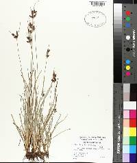 Fimbristylis dichotoma image