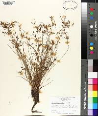 Fimbristylis dichotoma image