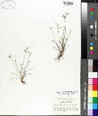 Fimbristylis dichotoma image