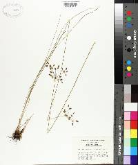 Fimbristylis dichotoma image