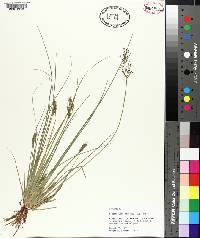 Fimbristylis miliacea image