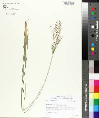 Fimbristylis miliacea image