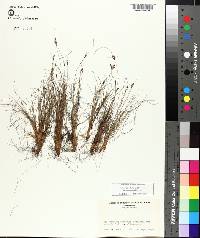 Bulbostylis ciliatifolia var. coarctata image