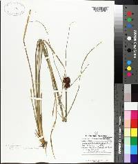 Rhynchospora cephalantha image