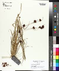 Rhynchospora cephalantha image