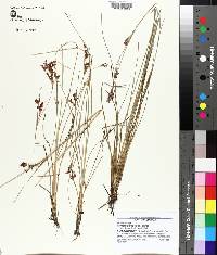 Rhynchospora perplexa image