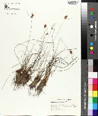 Rhynchospora plumosa image