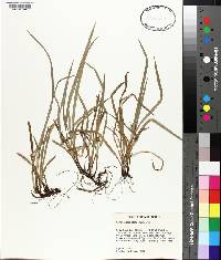 Carex abscondita image