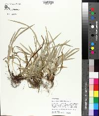 Carex abscondita image