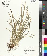 Carex abscondita image