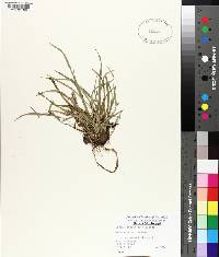 Carex abscondita image