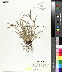 Carex abscondita image