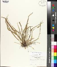 Carex abscondita image