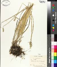 Carex aggregata image