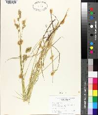 Carex alata image