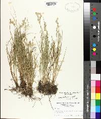 Carex albolutescens image