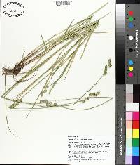 Carex albolutescens image