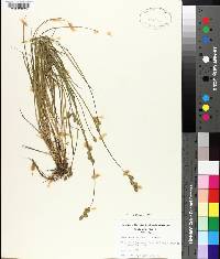 Carex albolutescens image