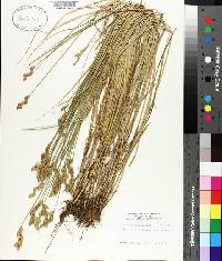 Carex albolutescens image