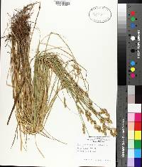 Carex albolutescens image