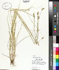 Carex albolutescens image