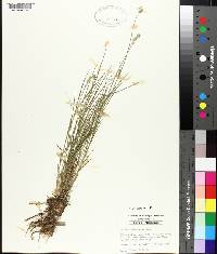 Carex albolutescens image